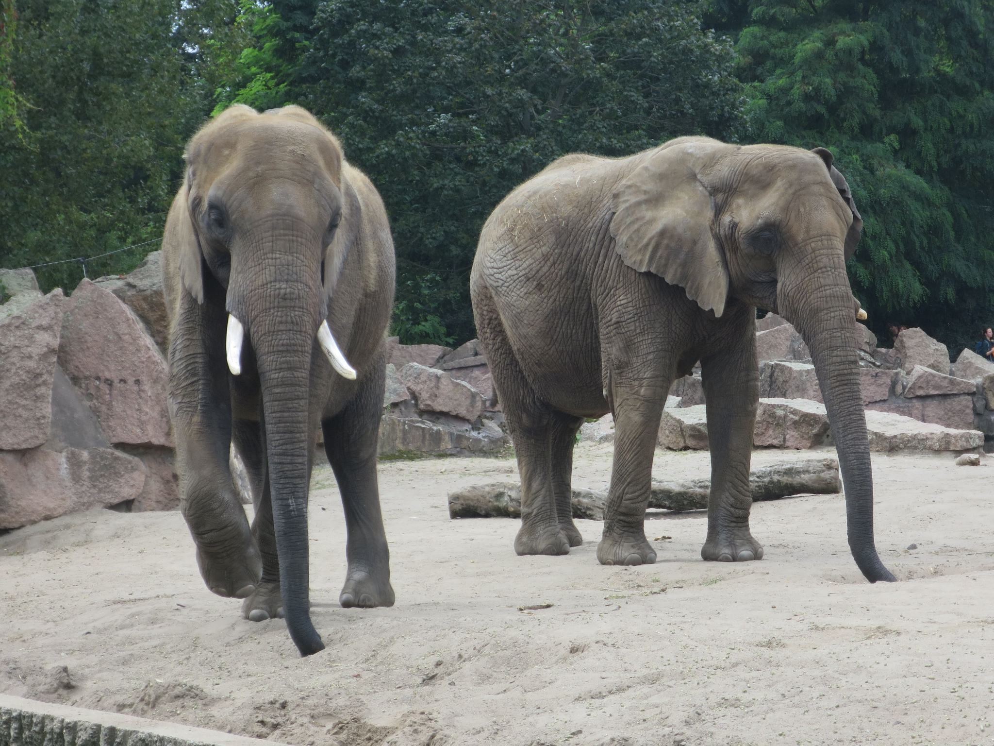 Tierpark Zoo  24